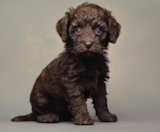Mini Labradoodle Puppies For Sale Florida Fur Babies